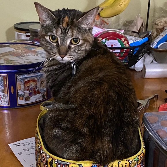 Meet your Posher, Caren - Picture 1 of 1